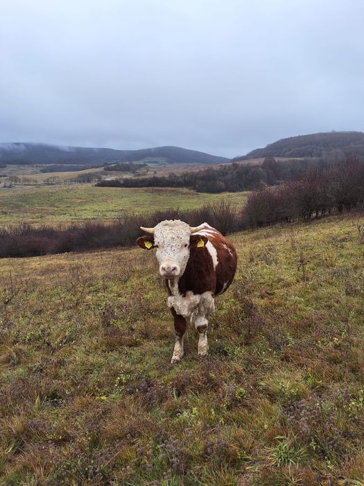 Vand doua juninci gestante si un tauras