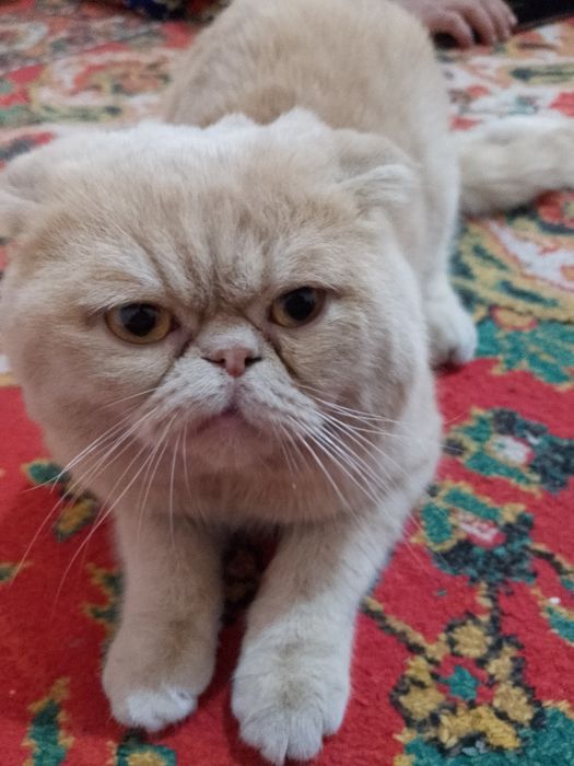 Келишадиган жойи бор