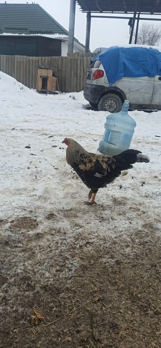 Қораздар сатылады