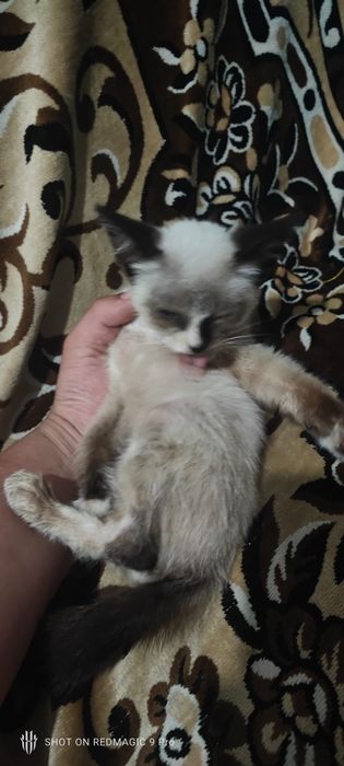 Отдам котенка в хорошие руки