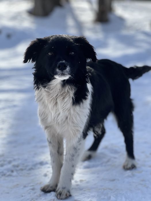 Отдам щенят в хорошие руки