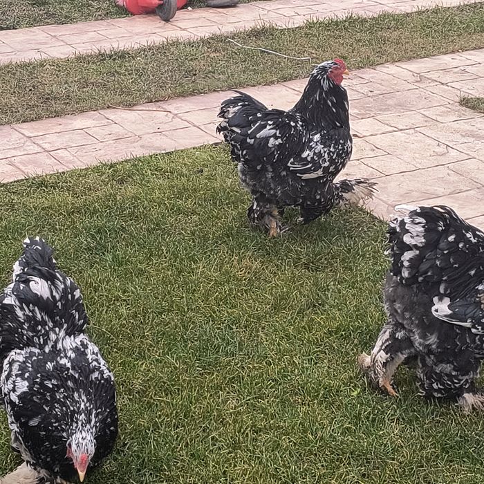 Cocoși brahma bombat