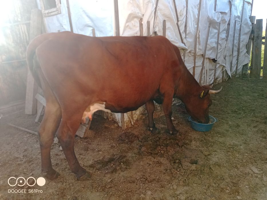 Продам жирную корову