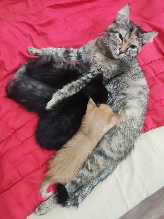 Котята в хорошие руки