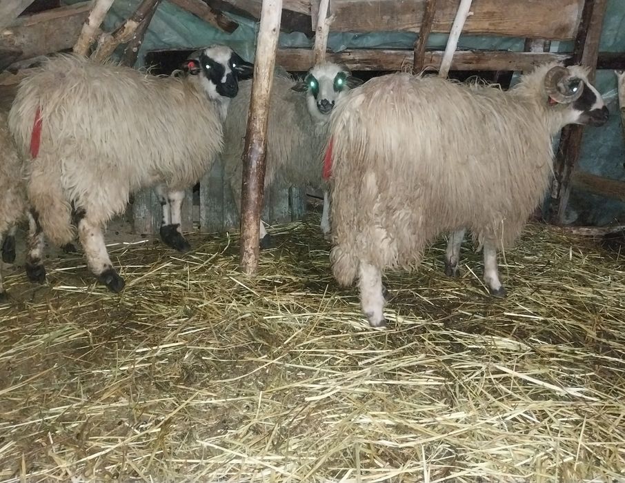 Vând doi berbeci brezi de anul trecut tineri .