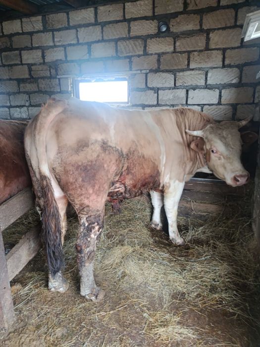 Бык сементал ,на племя