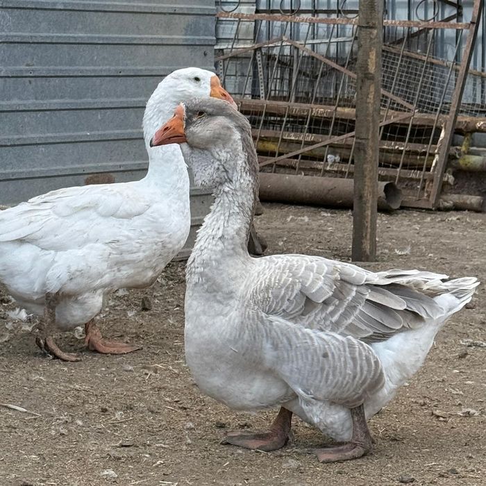 Молодой холмогор