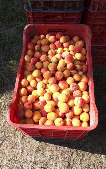 Caise pentru țuică si palinca