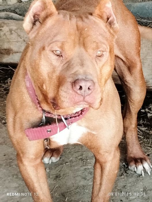 Собака ПИТБУЛЬ, возраст около года, пёс...