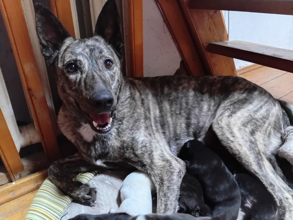 Щенята бесплатно