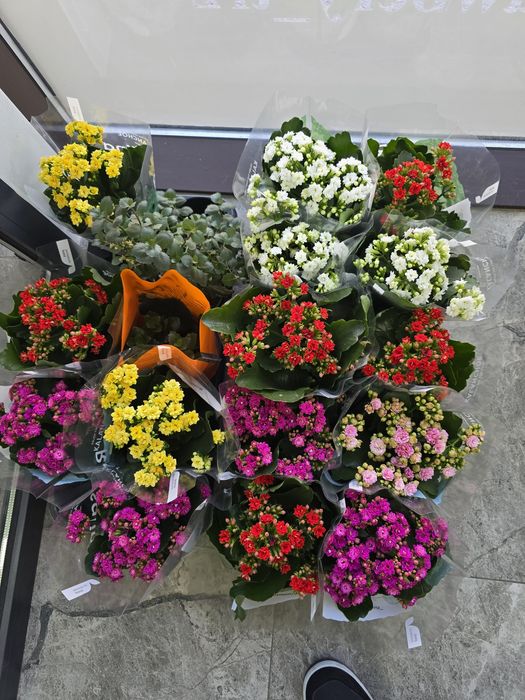 Каланхое в горшках