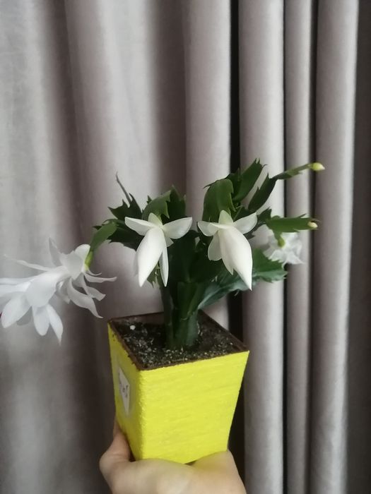 декабрист, комнатный цветок