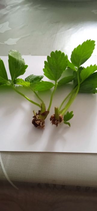 Саженцы Клубники