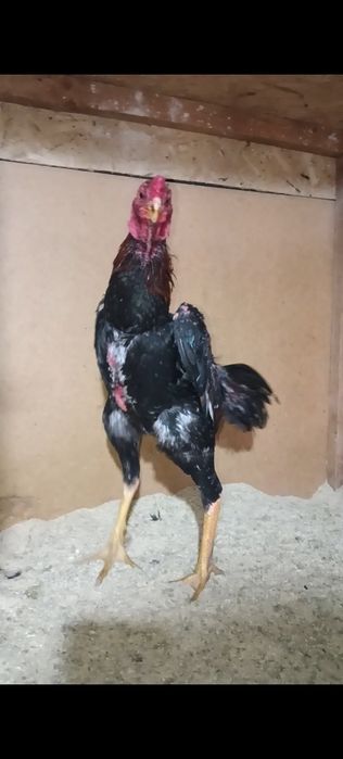 Дакан петух китайц