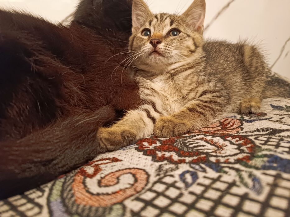Котенок девочка ей 2 месяца
