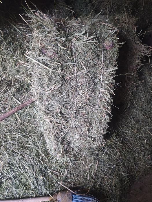 Продается клевер