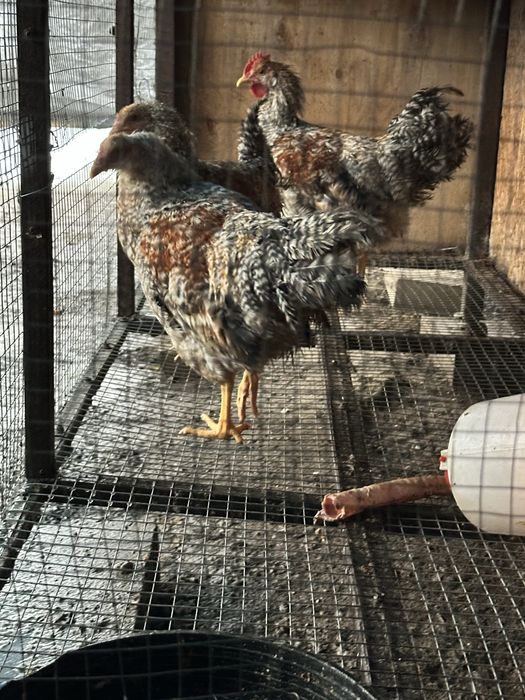 Продам Петухов