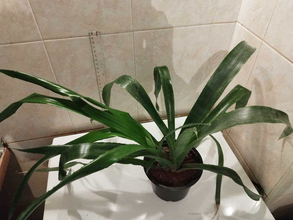 Коледниче, Комплект Мушкато, Кливия, Традесканция, Алиум, Спатифилум