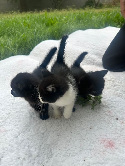 Котята Шотландские вислоухие