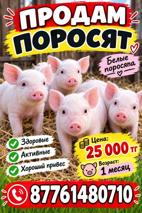 Продам поросят возраст 1 мес