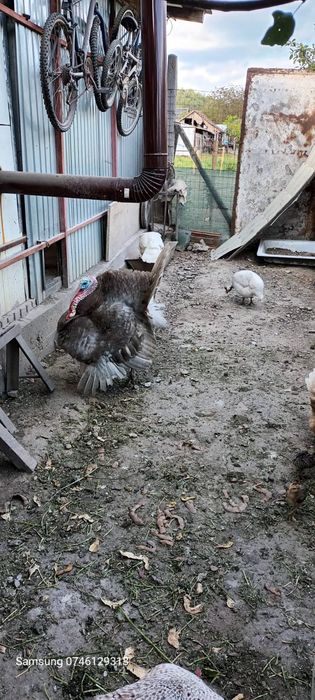 Disponibil 1+2 sau cum se dorește