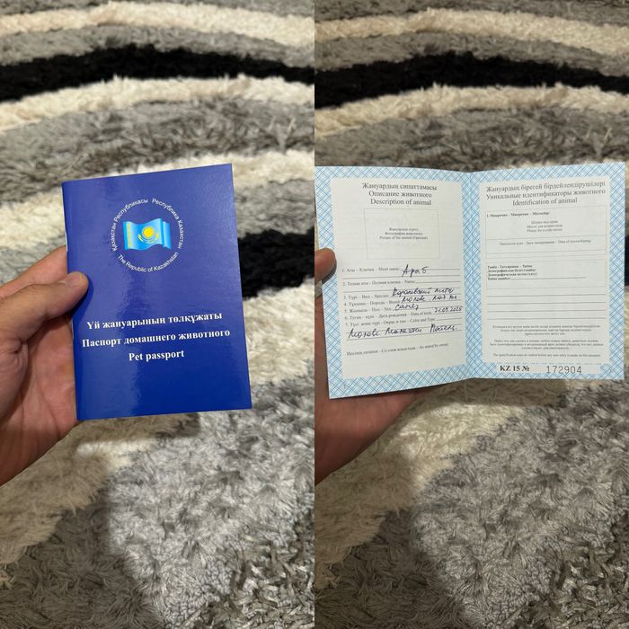 Королевский питон! Малыш