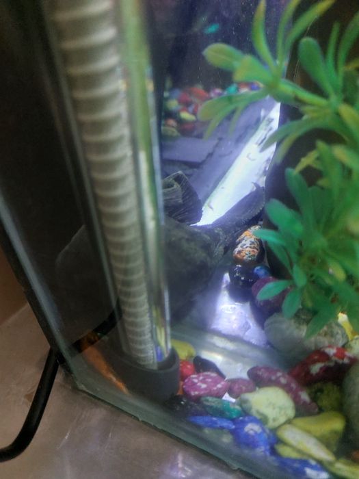 Аквариум комплект+мебел билан сотилади, баликлари ва хамма аппаратлари