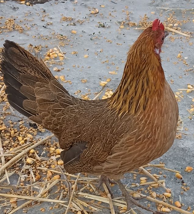 Курочки  феникс  8.000 пара курочек