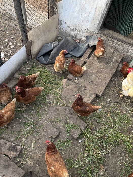 Продам домашних кур и петуха , молодые свои куры высиживают цыплят.