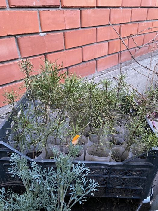 Продам сосенки