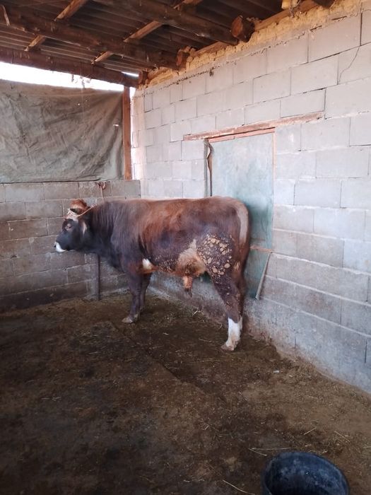 Продам быка живьём