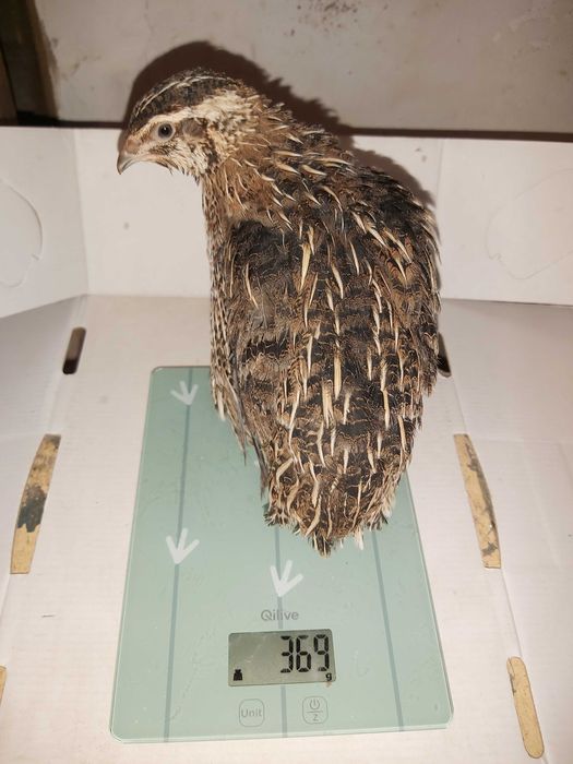 Prepelite outoare rasa Japoneza