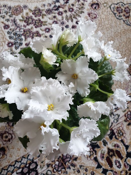 Цветущие, сортовые фиалки