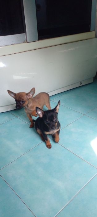 Щенки тойтерьера