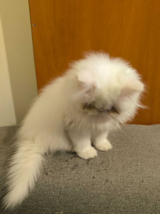 Персийско коте, момче на 3 месеца