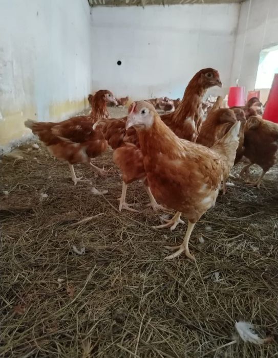 Ломан Браун тауыктары