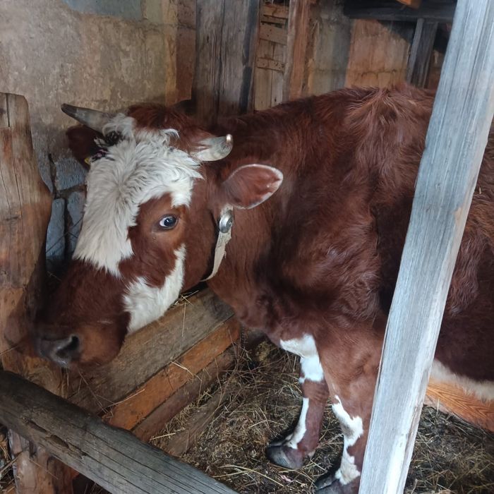 Продаю дойная корова