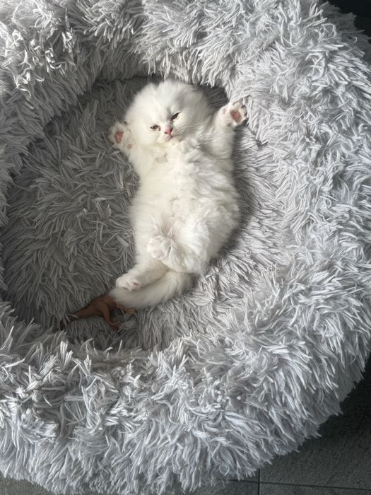 Scottish Fold longhair