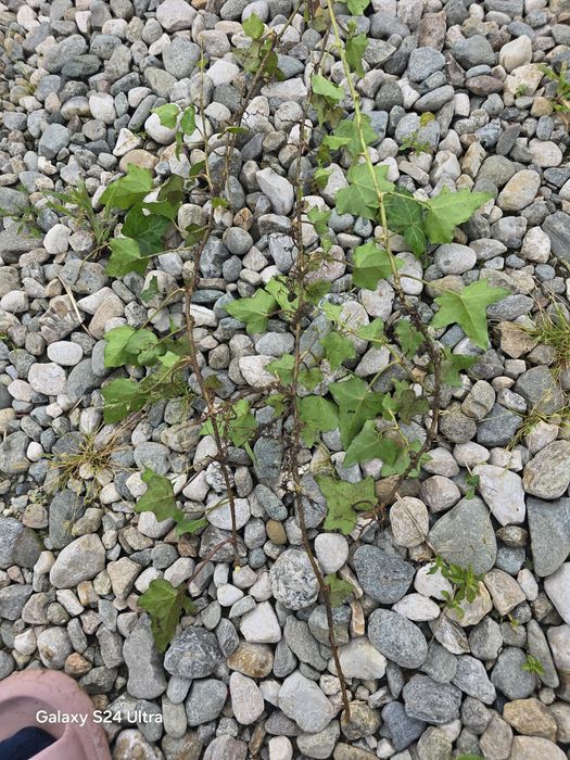 Butasi Iedera (Hedera Helix) cu radacina pentru gard viu, 20-50 cm