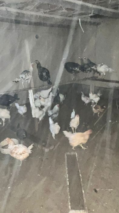 Үй тауықтары сатылады.