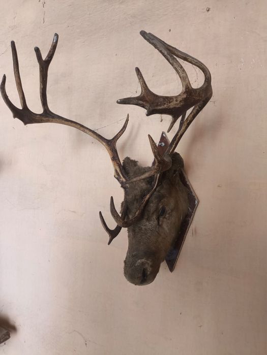 Оленье чучило