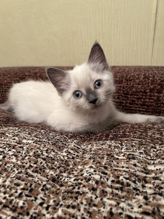 Сиамская кошечка