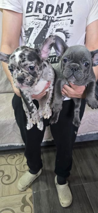 Предлагаю щенков французского бульдога