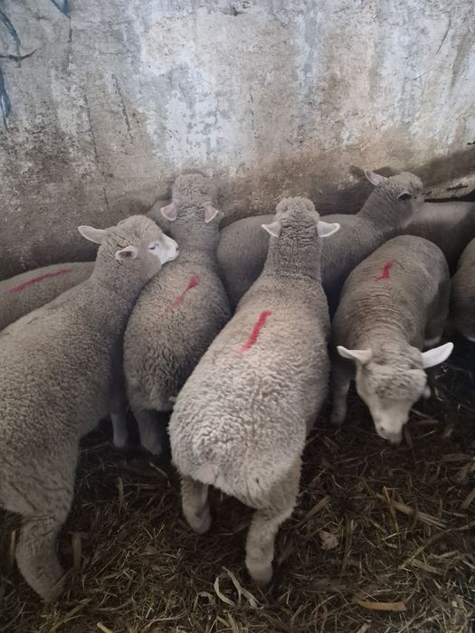 Vand 3 batali (berbecuti castrati)rasa Ile De France