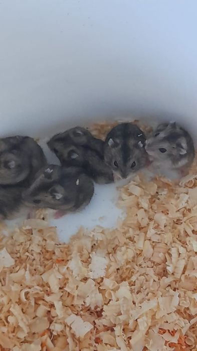 Хомячков джунгарских