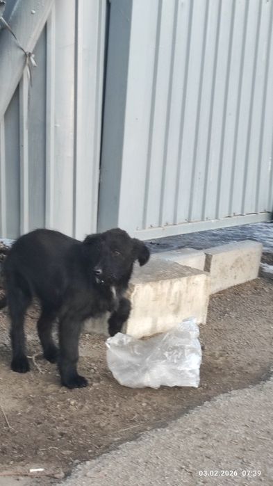 Ищу доброго, ответственного хозяина