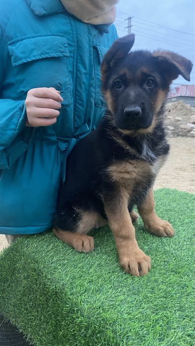 продается немецкая овчарка