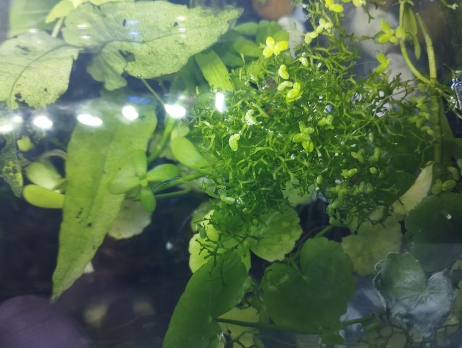 Аквариумное растение Лимонник