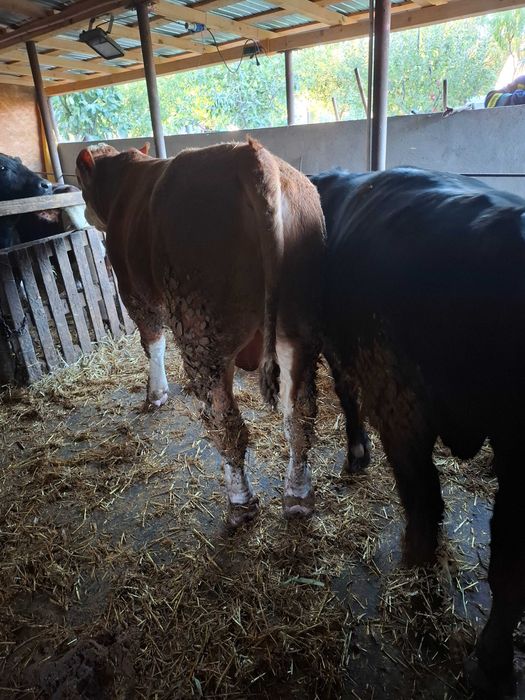 Tauri limousine, angus, baltat