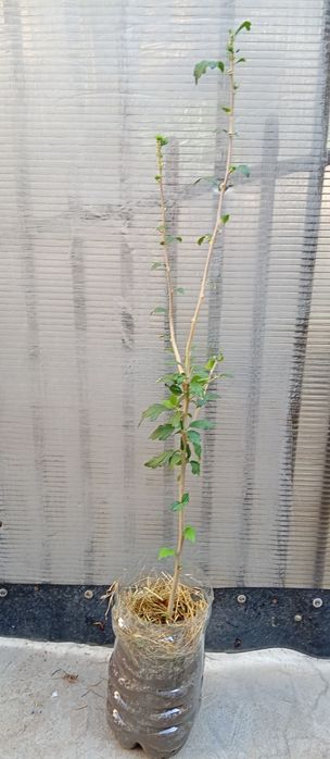 Plante Hibiscus Ardens/Redheart